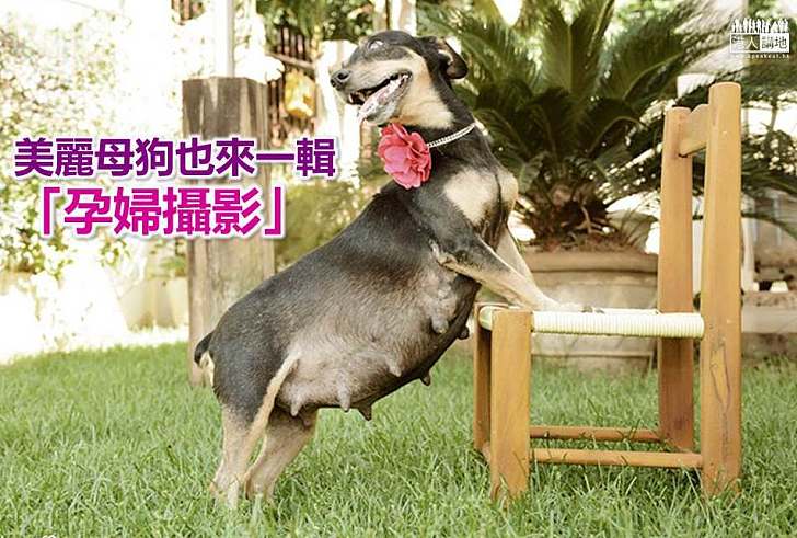 【世界搜奇】美麗母狗也來一輯「孕婦攝影」