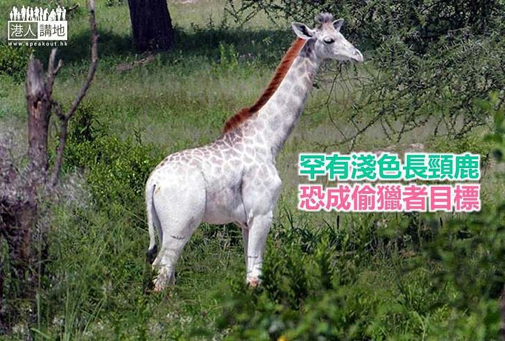 【世界搜奇】罕有淺色長頸鹿 恐成偷獵者目標