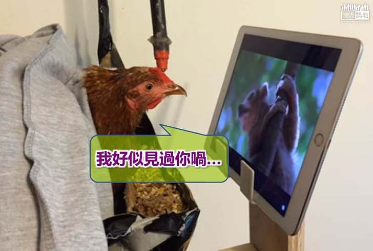 【世界搜奇】受傷母雞留院期間愛看國家地理頻道