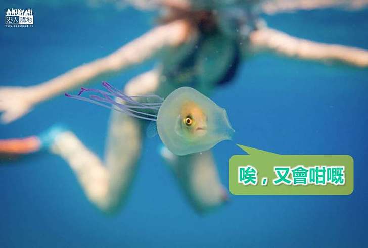 【世界搜奇】困在水母中的小魚