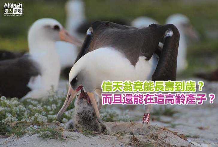 【世界搜奇】65歲高齡信天翁誕下生命中第40個寶寶