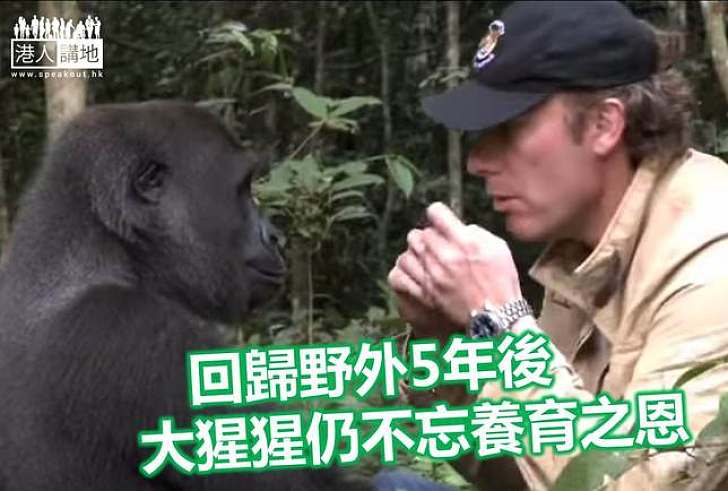 【生態新聞】保育人與大猩猩分別五年後重逢