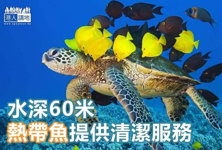 【世界搜奇】熱帶魚為海龜提供打蠟服務