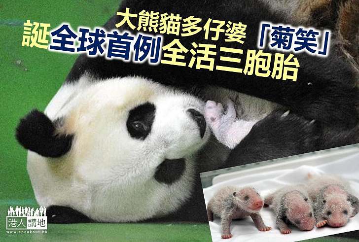 【保育發展】「菊笑」誕三胞胎  堪稱大熊貓多仔婆
