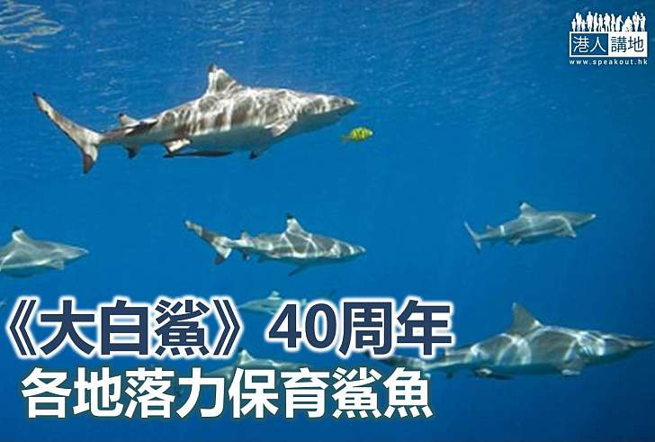 【保育新聞】兇猛但脆弱  各地推動鯊魚保育工作