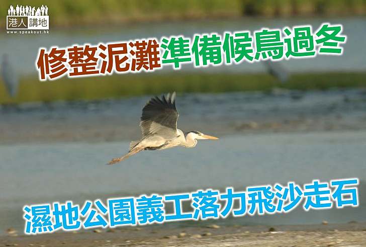 【保育新聞】五十義工清泥灘迎接候鳥過冬