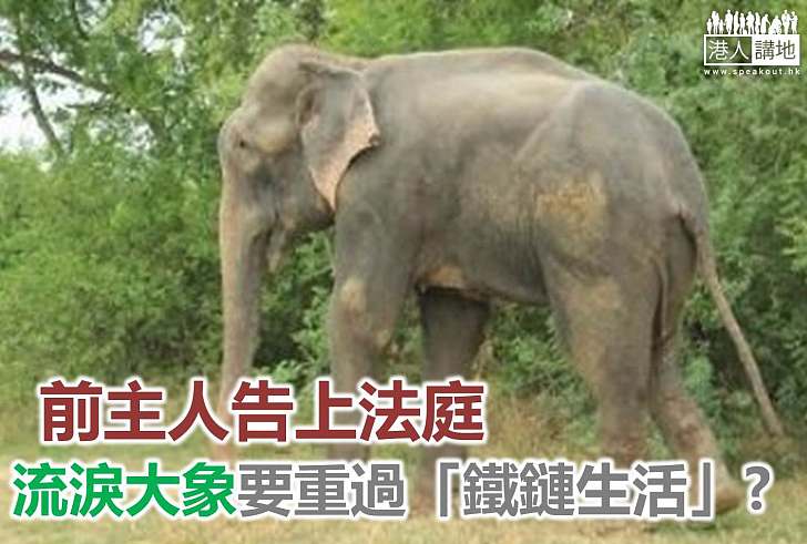 【保育新聞】印度流淚大象可能要重過「非象生活」