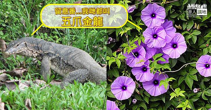 【生活小知識】五爪金龍屬瀕危同名植物似牽牛