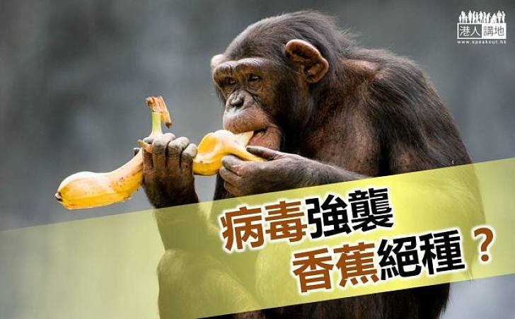 【小心病毒】香蕉面臨滅絕危機？