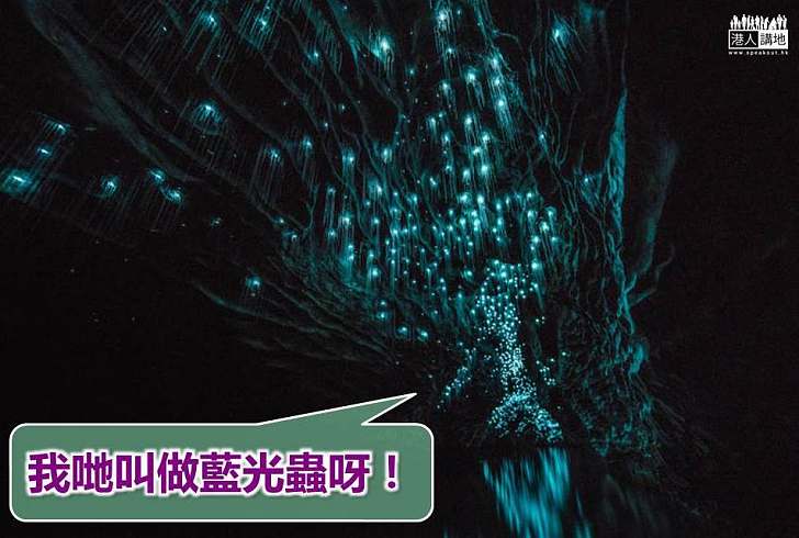 【世界搜奇】紐西蘭攝影師鏡頭下的藍光蟲
