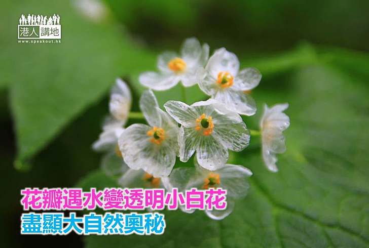 【自然奇觀】花瓣遇水變透明小白花 盡顯大自然奧秘