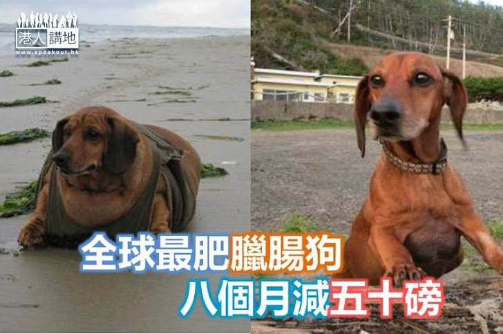【世界搜奇】全球最肥臘腸狗　八個月勁減五十磅