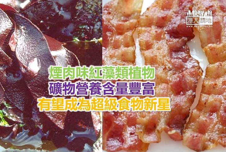 【世界搜奇】煙肉味紅藻類植物 礦物營養含量豐富 有望成為超級食物新星