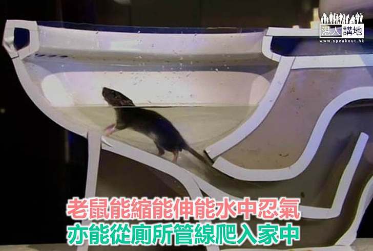 【生活新知】老鼠能縮能伸能水中忍氣 亦能從廁所管線爬入家中
