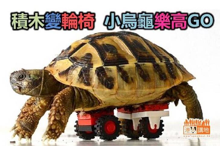 【世界搜奇】點止玩具咁簡單　小烏龜靠樂高重生