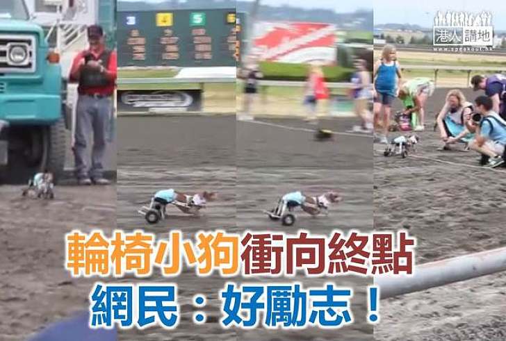 【生命故事】輪椅小狗勇往直前完成賽跑