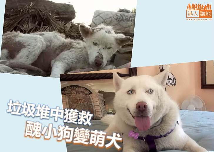 【人間有愛】垃圾堆中獲救　醜小狗變萌犬