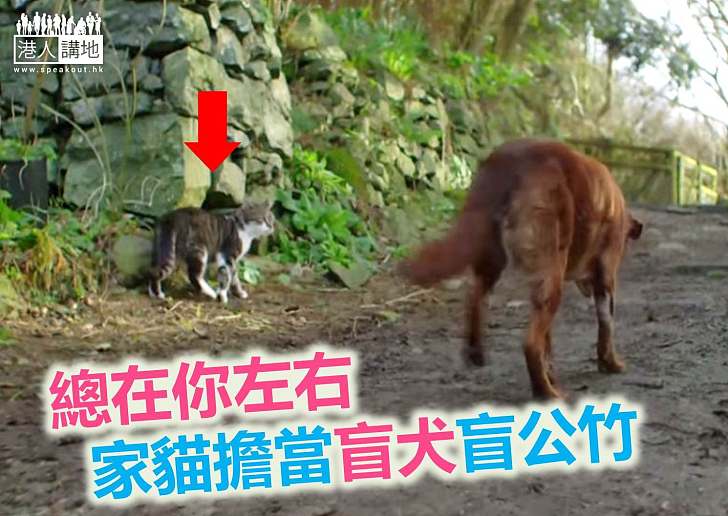 【暖心故事】貓兒化身「導盲犬」　帶失明狗狗走出黑暗