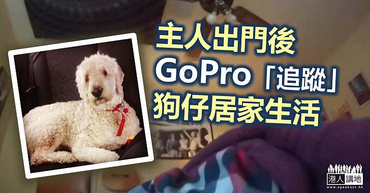 【暖心故事】主人出門寵物就瘋狂？ GoPro記錄狗狗的一天令主人好心痛