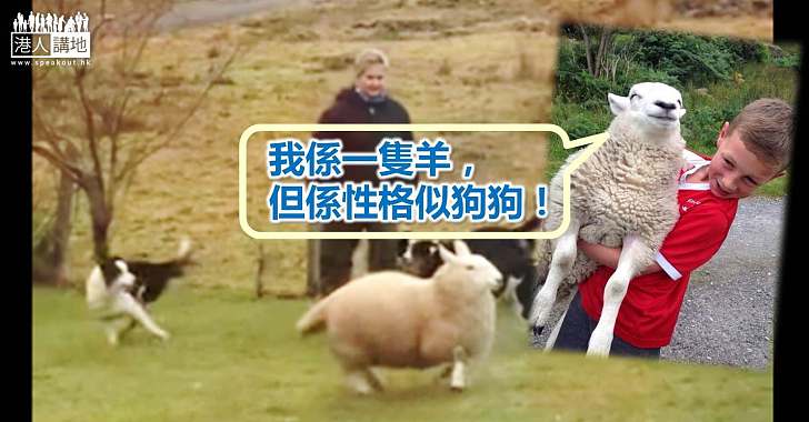 【喜氣咩咩咩】以為自己是隻狗 小綿羊開心跳起YEAH!