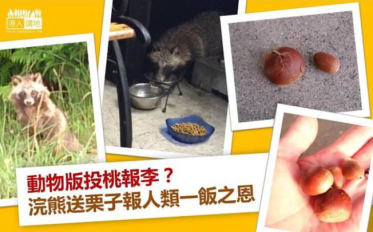【「動」人時刻】浣熊報一口飯之恩 門口放栗子答謝