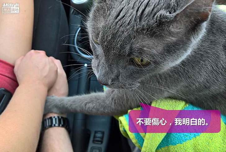 【暖心故事】往獸醫診所最後一程 老貓溫馨搭主人手