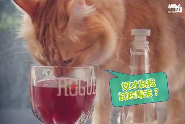 【世界搜奇】你都會想與愛貓一起「摸杯底」嗎?
