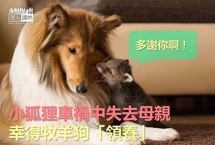 【世界搜奇】小狐狸車禍中失去母親 幸得牧羊狗「領養」