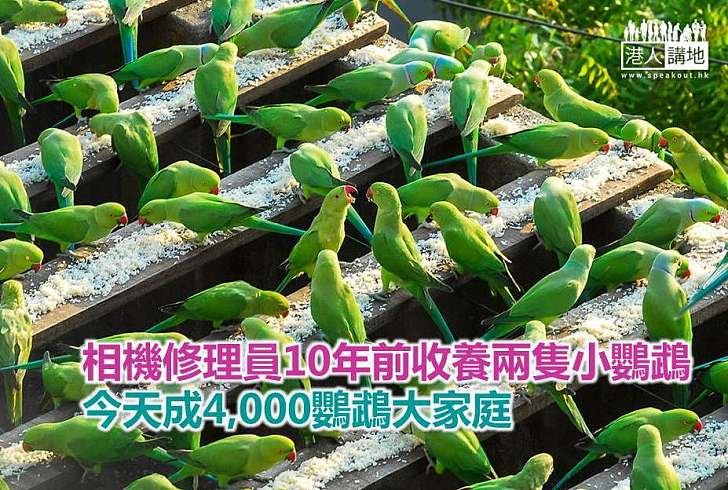 【世界搜奇】相機修理員10年前收養兩隻小鸚鵡 今天成鸚鵡大家庭