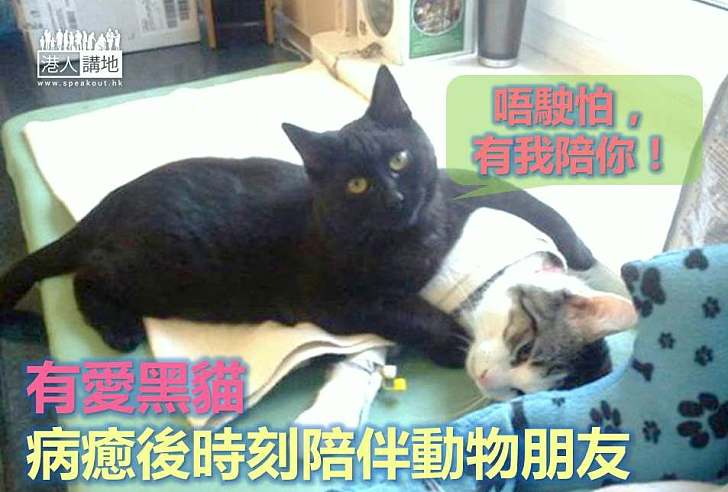 【世界搜奇】有愛黑貓 病癒後時刻陪伴動物朋友