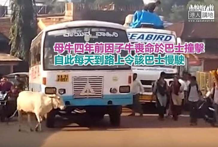 【暖心故事】印度母牛四年前因子牛喪命於巴士撞擊 自此每天到路上令該巴士慢駛