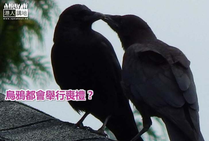 【動物奇趣】烏鴉都會舉行喪禮？
