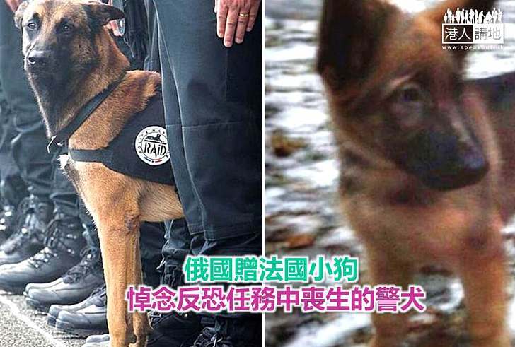 【世界搜奇】俄國贈法國小狗 悼念反恐任務中喪生的警犬