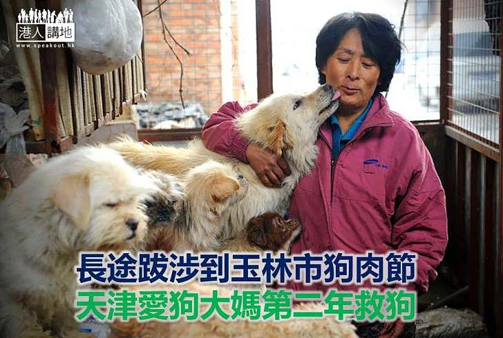 【好人好事】長途跋涉到玉林市狗肉節 天津愛狗大媽第二年救狗