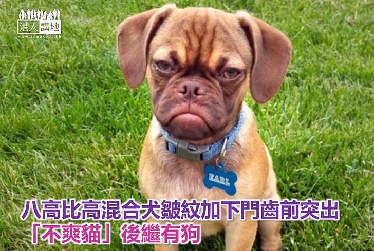 【動物奇趣】八高比高混合犬皺紋加下門齒前突出 「不爽貓」後繼有狗