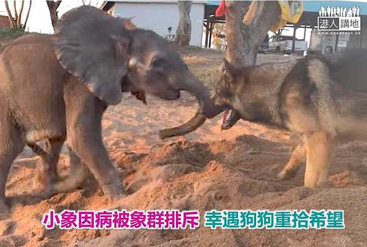 【暖心故事】小象因病被象群排斥 幸遇狗狗重拾希望