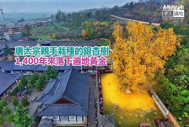 【世界搜奇】唐太宗親手栽種的銀杏樹 1,400年來落下遍地黃金