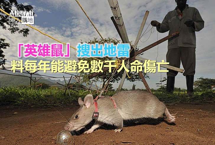 【世界搜奇】「英雄鼠」搜出地雷 料每年能避免數千人命傷亡