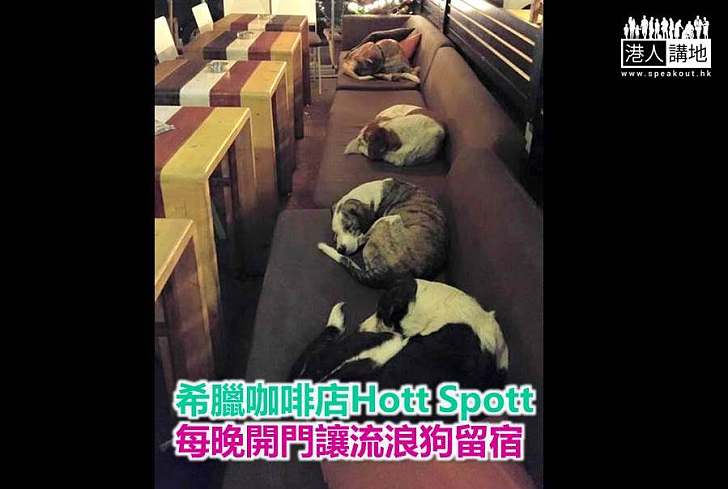 【好人好事】希臘咖啡店Hott Spott 每晚開門讓流浪狗留宿