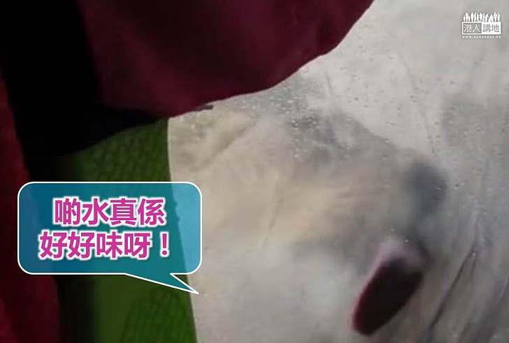 【世界搜奇】野外露營醒來 女子發現獅子在舔營帳