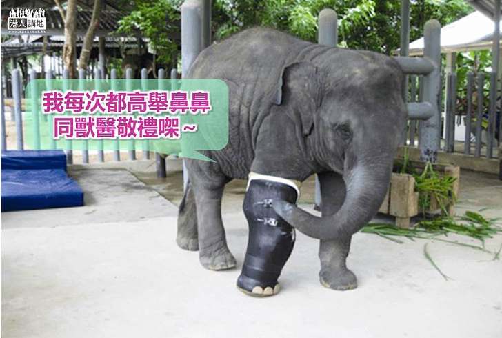 【世界搜奇】全球首隻獲贈義肢大象 每見獸醫都舉鼻敬禮