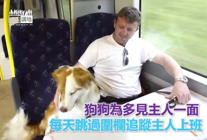【世界搜奇】狗狗為多見主人一面 每天跳過圍欄追蹤主人上班