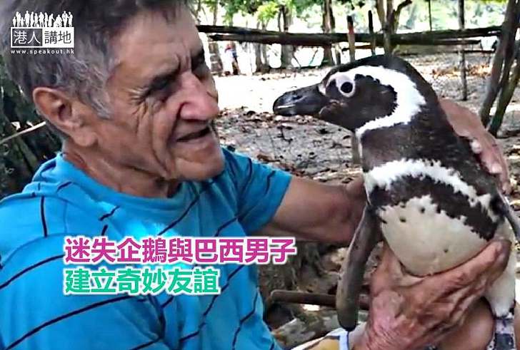 【暖心故事】迷失企鵝與巴西男子建立奇妙友誼