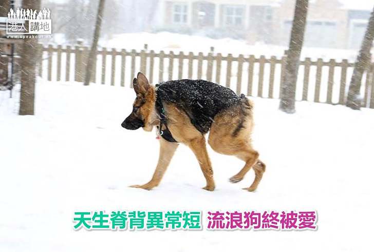 【世界搜奇】天生脊背異常短 流浪狗終被愛
