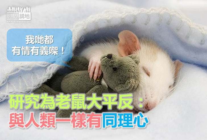 【動物新知】研究為老鼠大平反：「與人類一樣有同理心」