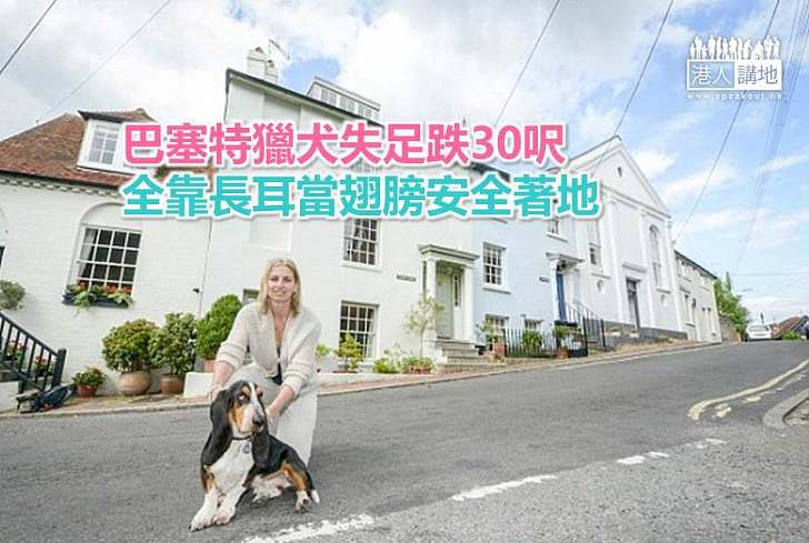 【動物奇趣】巴塞特獵犬失足跌30呎 全靠長耳當翅膀安全著地