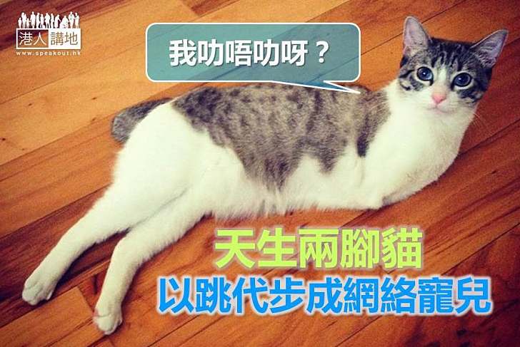 【世界搜奇】天生兩腳貓 以跳代步成網絡寵兒