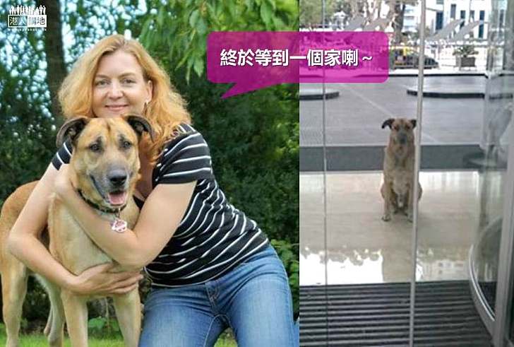 【暖心故事】酒店門外癡癡等待 流浪狗終獲空姐領養