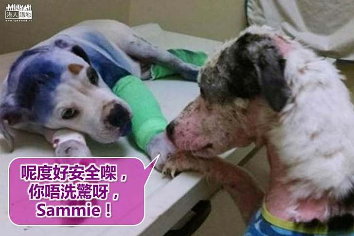 【暖心故事】同病相憐 受虐狗狗伸出小爪安慰同伴