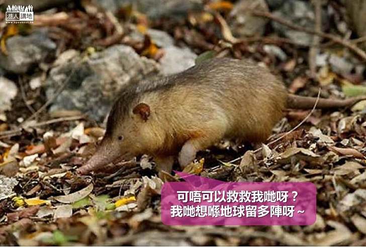 【動物新知】逃過隕石撞地球卻不敵人類 溝齒鼩瀕臨滅絕